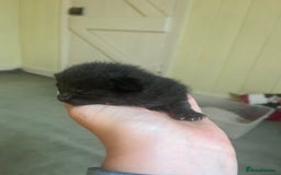 Domestic Shorthair cats for sale: Kittens for sale £80 - Image 20