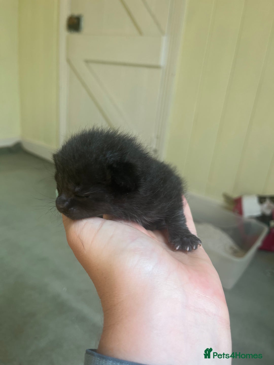 Domestic Shorthair cats for sale: Kittens for sale £80 - Image 20