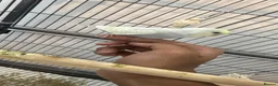 Budgerigars birds for sale: Hand tamed rainbow clearwing budgies  - Advert 10