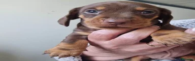 Miniature Dachshund 2