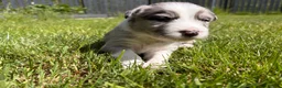 Mixed Breed dogs for sale: ✨ Beautiful Border Aussie Puppies ✨ - Advert 17