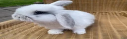 Mini Lop rabbits for sale: Gorgeous baby mini lops  - Advert 10