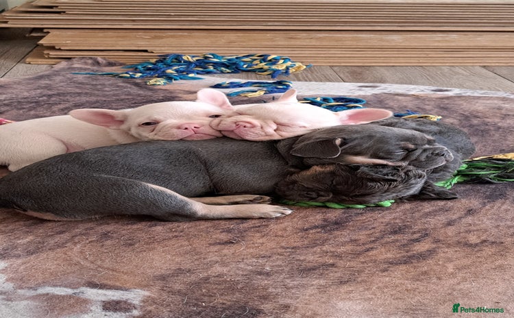 French Bulldog dogs Beautifull frenchies, mum is fluffy dad is pink  - Advert 13