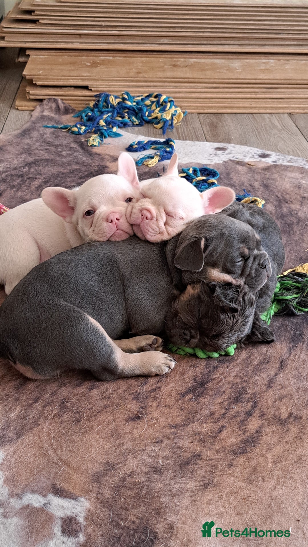 French Bulldog dogs for sale: One pink male french bulldog left  - Advert 2