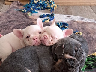 French Bulldog dogs Beautifull frenchies, mum is fluffy dad is pink - Advert 8