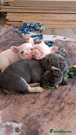 French Bulldog dogs Beautifull frenchies, mum is fluffy dad is pink - Advert 13