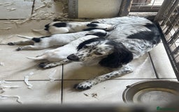 Cocker Spaniel dogs for sale: Two cocker spaniel litters for sale - Image 4