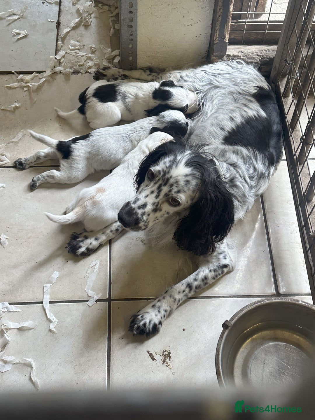 Cocker Spaniel dogs for sale: Two cocker spaniel litters for sale - Image 4