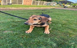 Mixed Breed dogs for adoption: LUNA - 9 months old, Adorable Girl Hound Mix Pup - Image 6