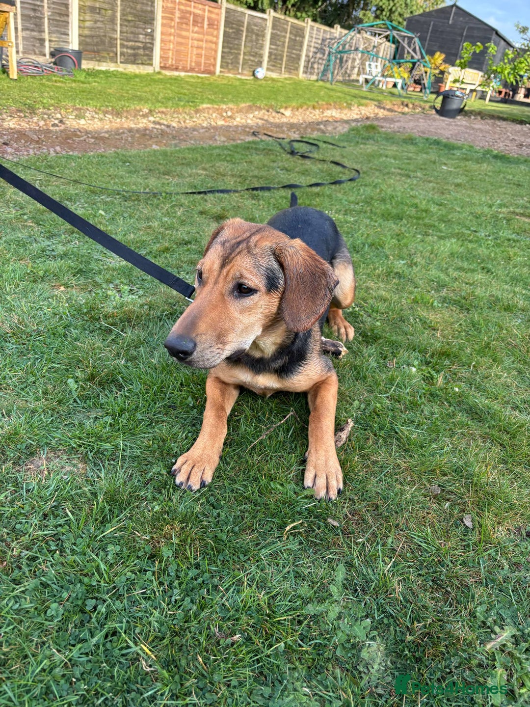 Mixed Breed dogs for adoption: LUNA - 9 months old, Adorable Girl Hound Mix Pup - Image 6