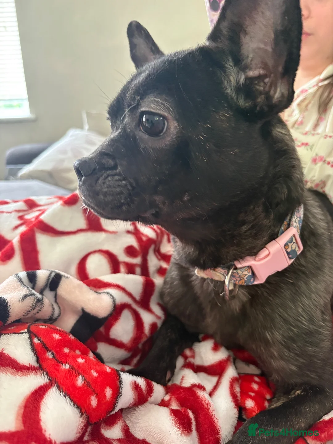 Mixed Breed dogs for sale: frenchie chow mix  - Advert 2