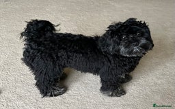 Maltipoo dogs for sale: Maltipoo - 7 month old boy - Advert 5