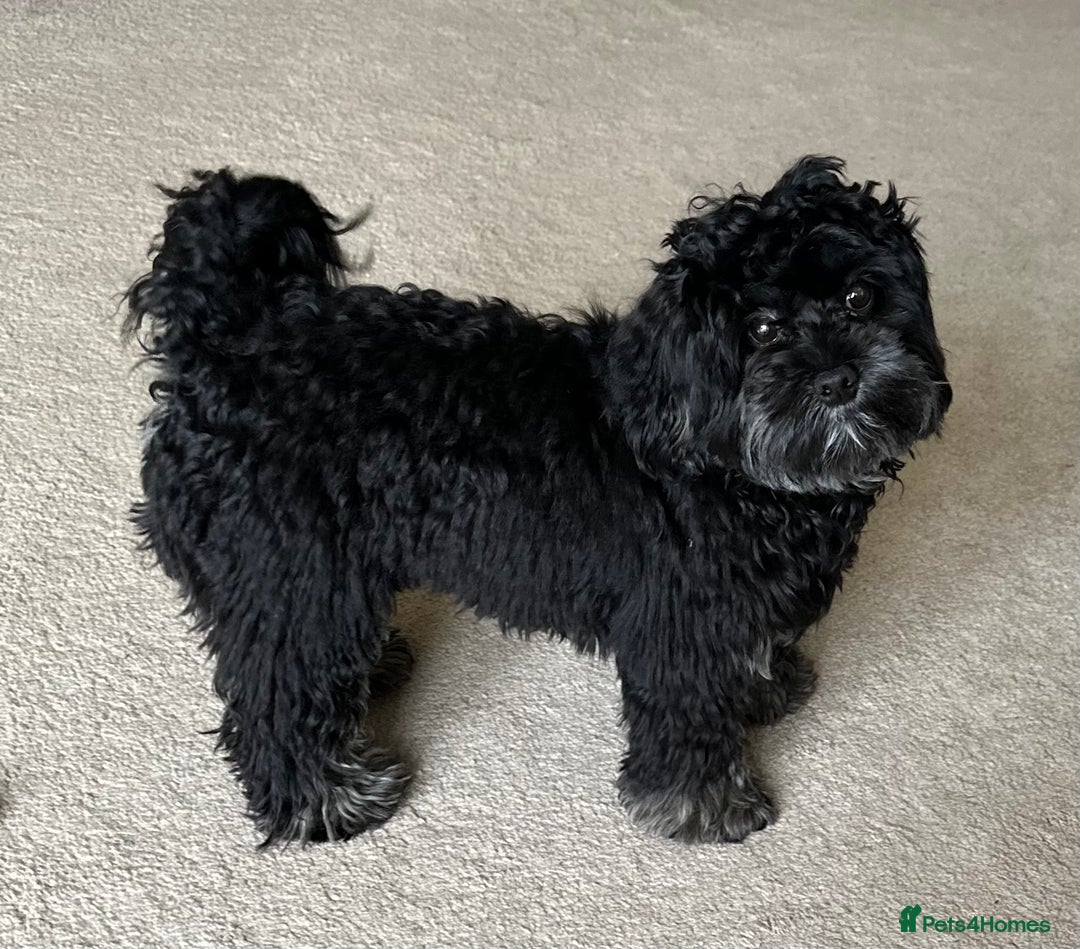 Maltipoo dogs for sale: Maltipoo - 7 month old boy - Advert 5