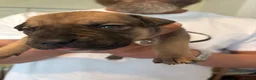 Mixed Breed dogs for sale: Bull presa pups  - Advert 28