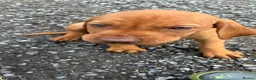 Hungarian Vizsla dogs for sale: 🐶Adorable KC Hungarian Vizsla Puppies 💗🩵 - Advert 13