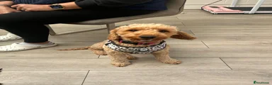 Cockapoo 1