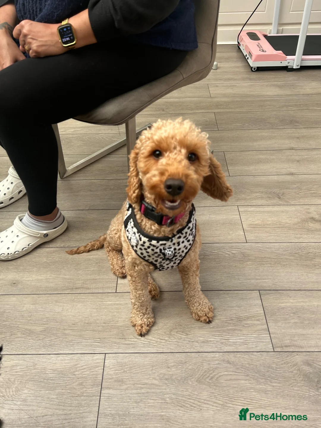 Cockapoo dogs for sale: Rosie - Cockapoo - Advert 2