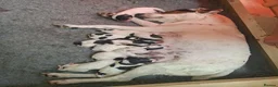 Jack Russell dogs for sale: Jack Russell Terrier Puppies for Sale - Advert 7