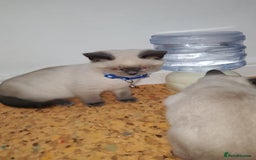 British Shorthair cats for sale: British shorthairs for sale - Advert 9