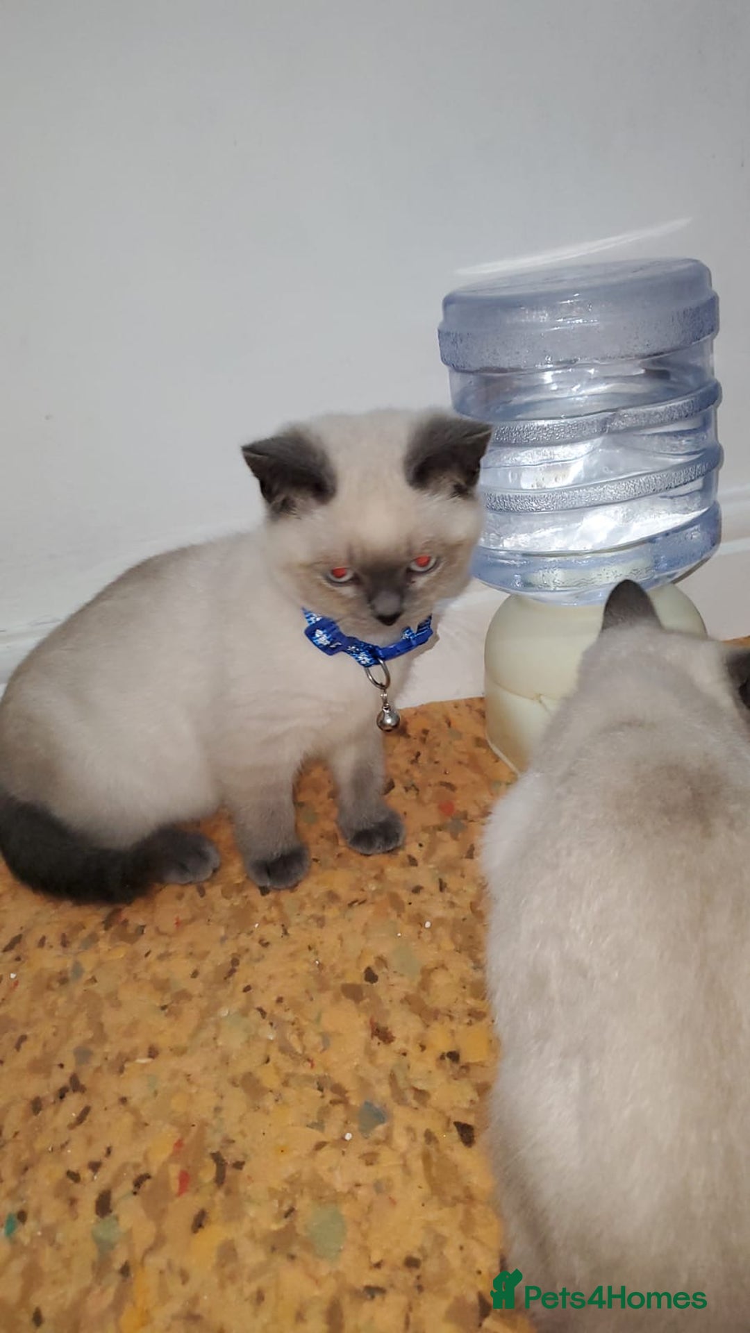 British Shorthair cats for sale: British shorthairs for sale - Advert 9