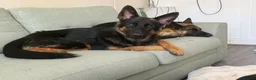 German Shepherd dogs for sale: 2 young beautiful German shepherd pups  - Advert 4