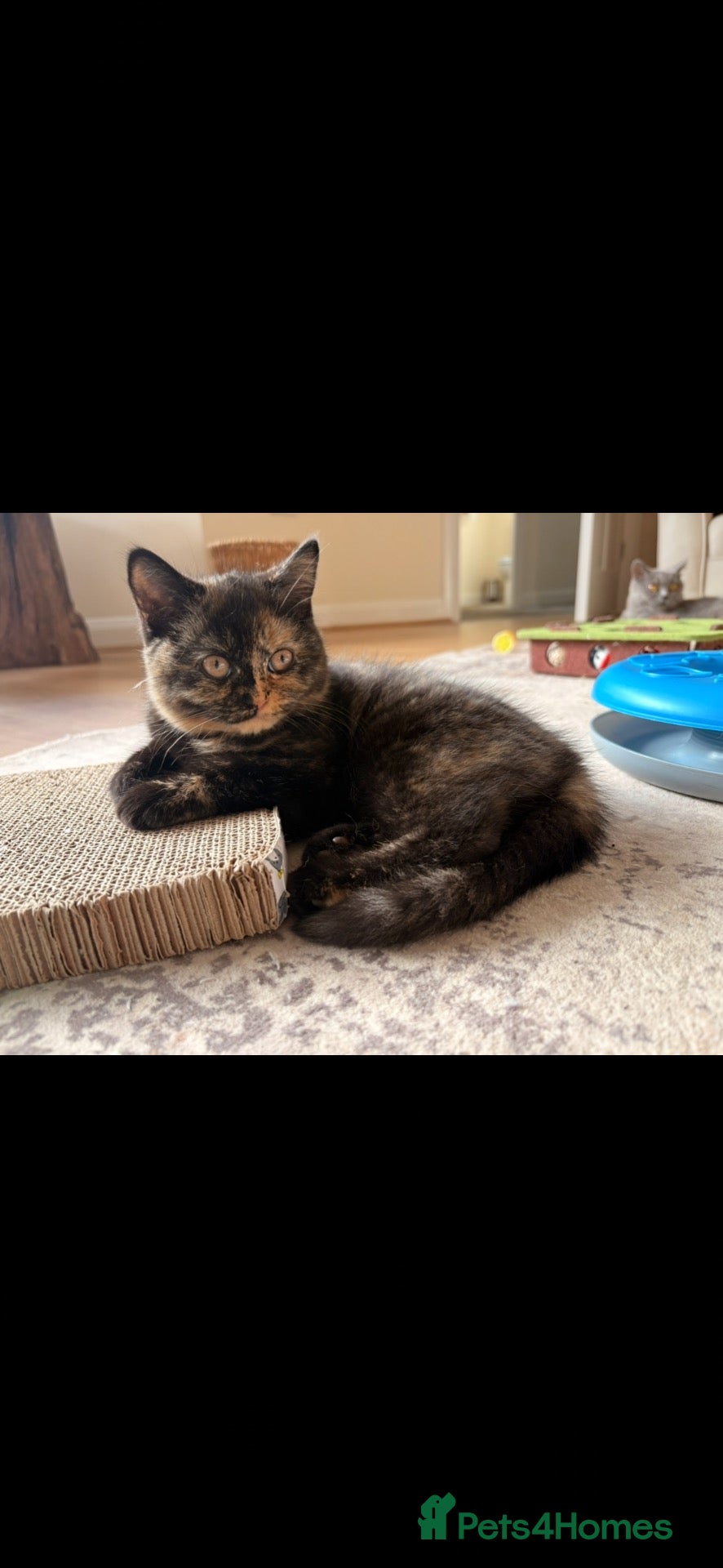 British Shorthair cats GCCF - BSH Girls - looking for forever homes  - Advert 2