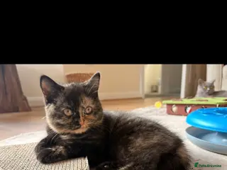British Shorthair cats GCCF - BSH Girls - looking for forever homes - Advert 2