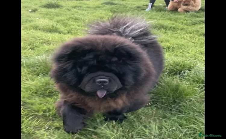 Chow Chow dogs - Advert 2