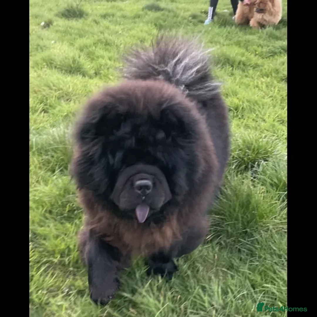 Chow Chow dogs for stud: CHUNKY CHOW KC PABLO - Image 1