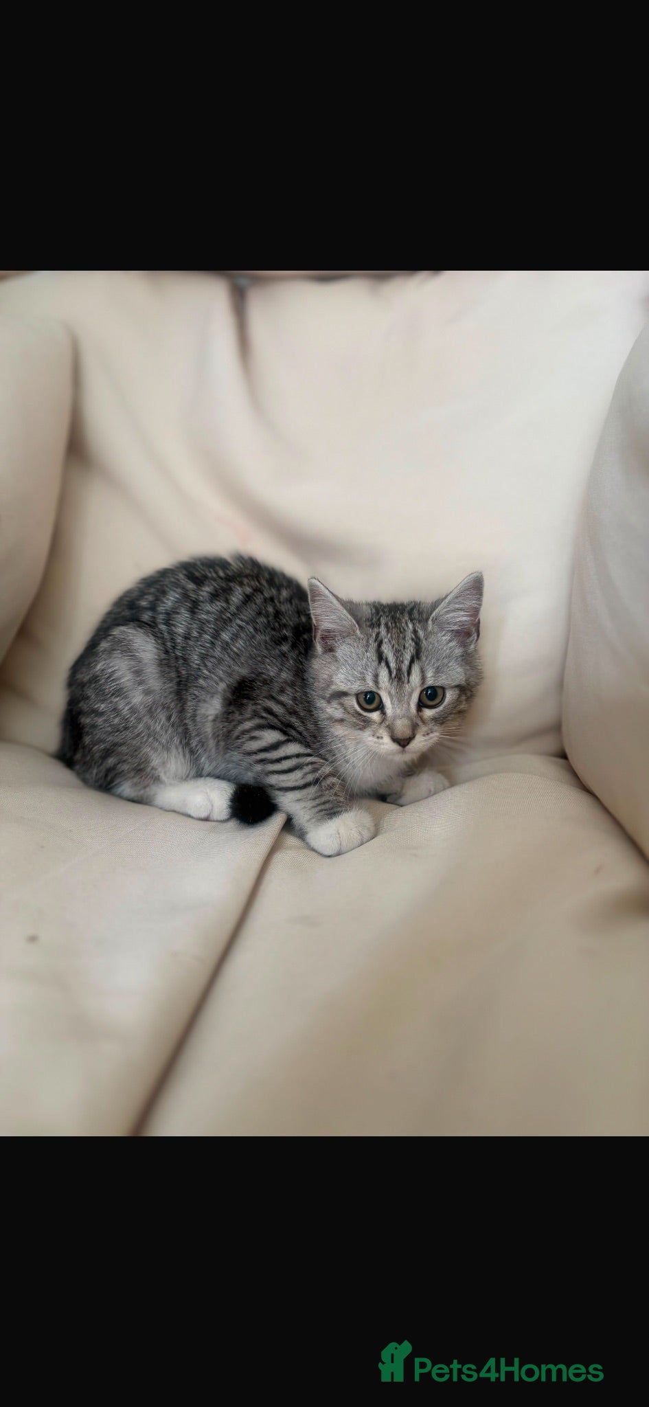 Scottish Fold cats Scottish straight kittens for sale  - Advert 3