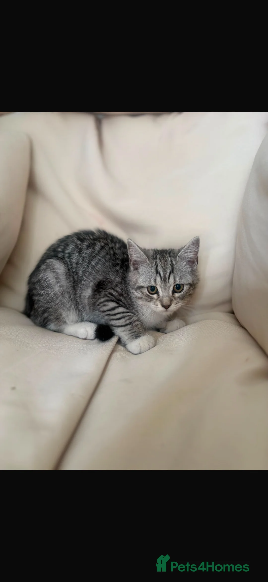 Scottish Fold cats for sale: Scottish straight kittens for sale  - Advert 1