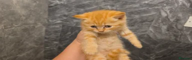 British Shorthair 3