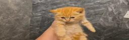 British Shorthair cats for sale: British Shorthair kittens available  - Advert 4