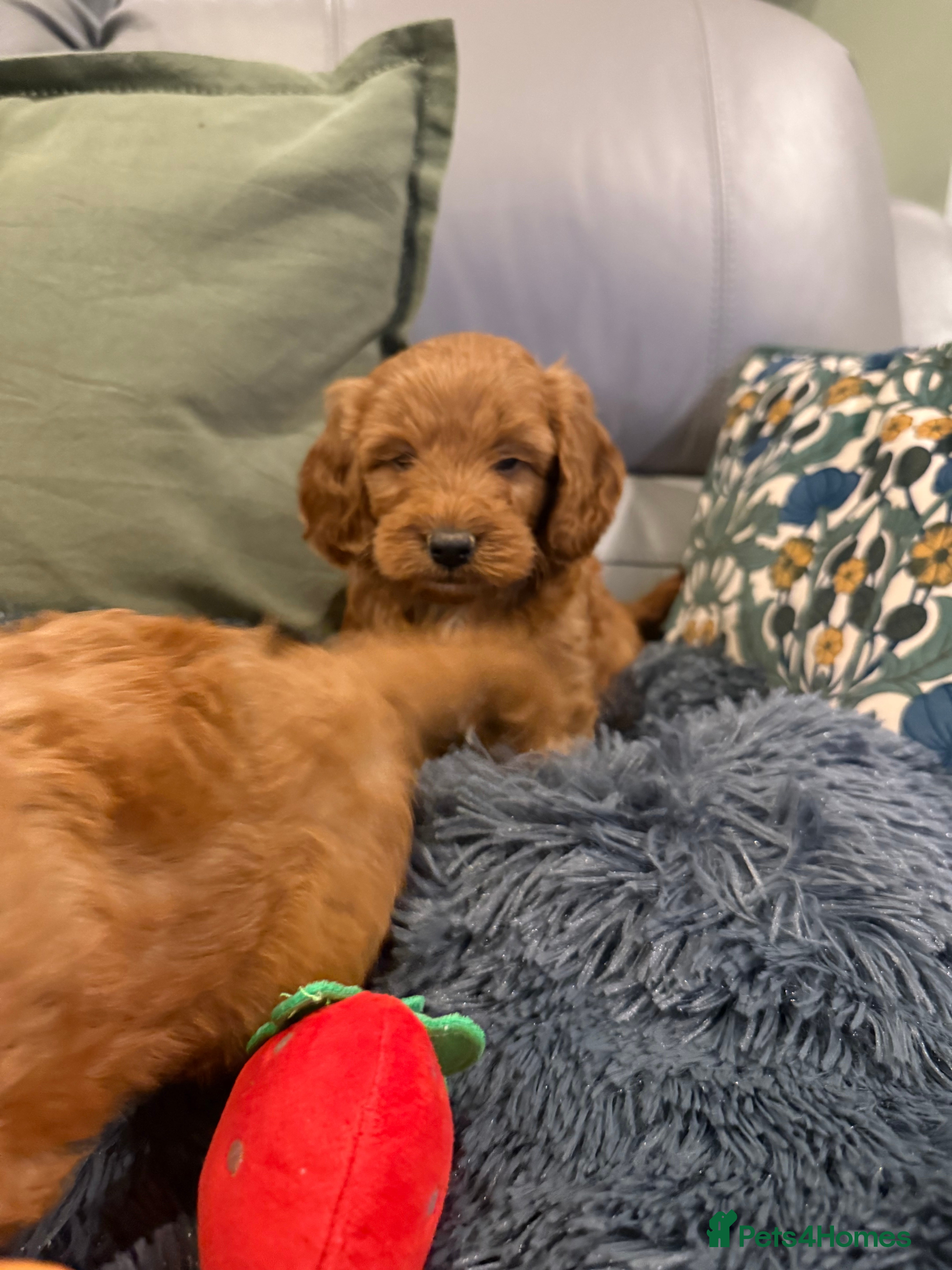 Cockapoo dogs MINI F1b COCKAPOO Puppies - Advert 1