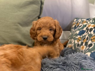 Cockapoo dogs MINI F1b COCKAPOO Puppies - Advert 6