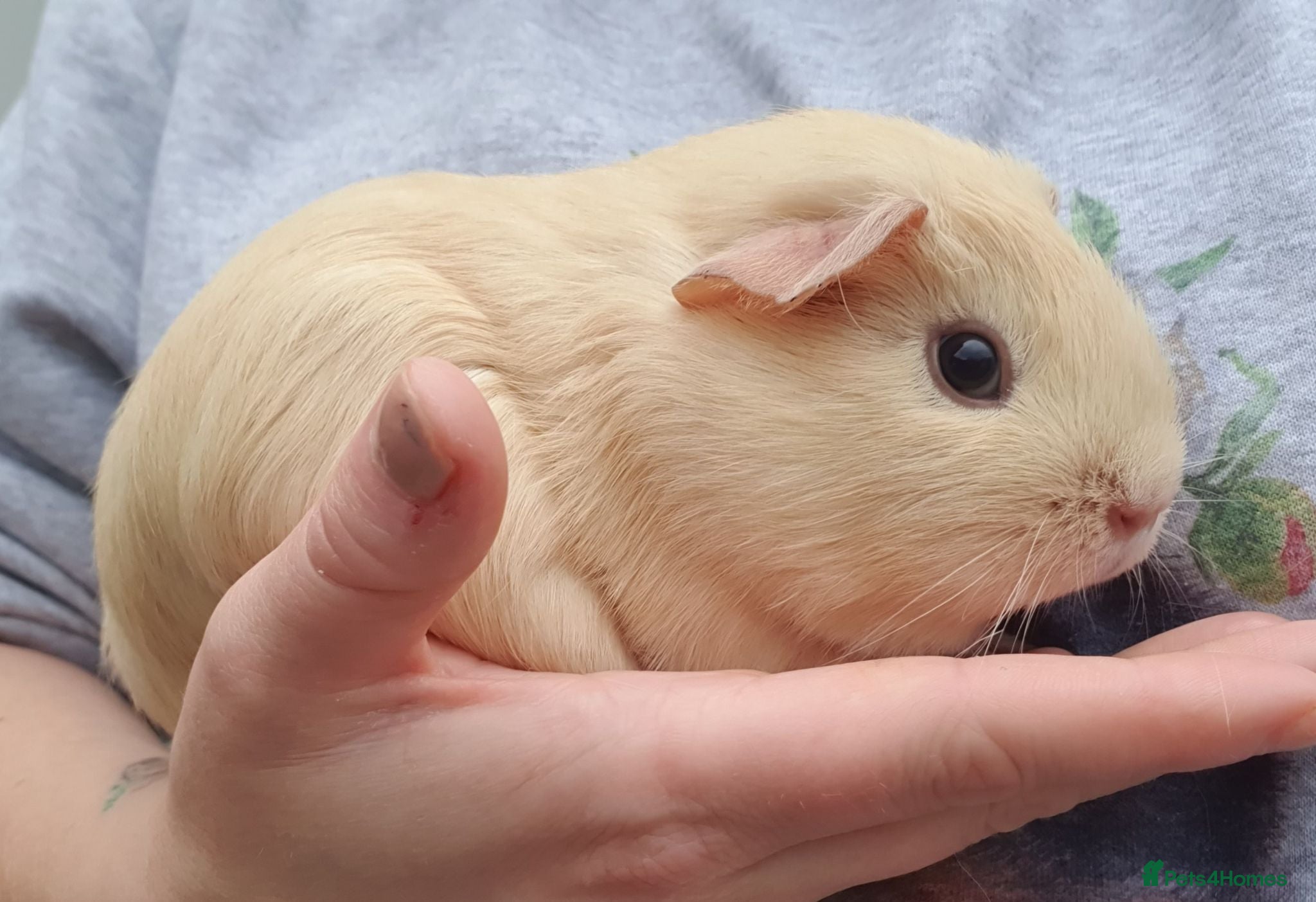 Guinea Pig rodents Beautiful guinea pigs  - Advert 2