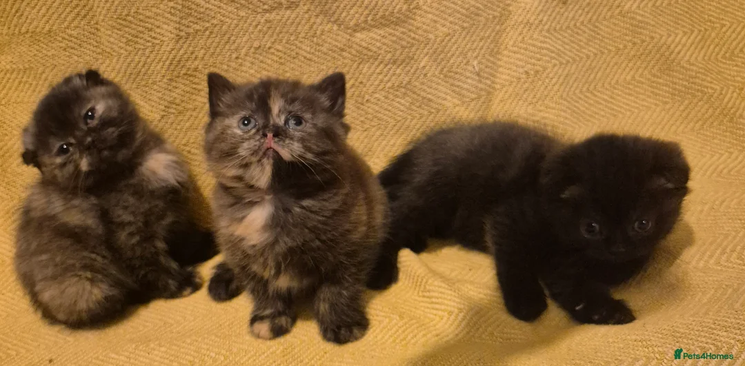 Scottish Fold cats for sale: *Reduced*TICA REGISTERED  - Advert 10