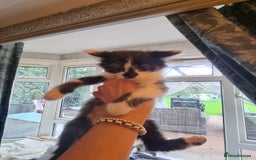 Mixed Breed cats for sale: mix Bengal and Norweign Forrest Kittens - Advert 13