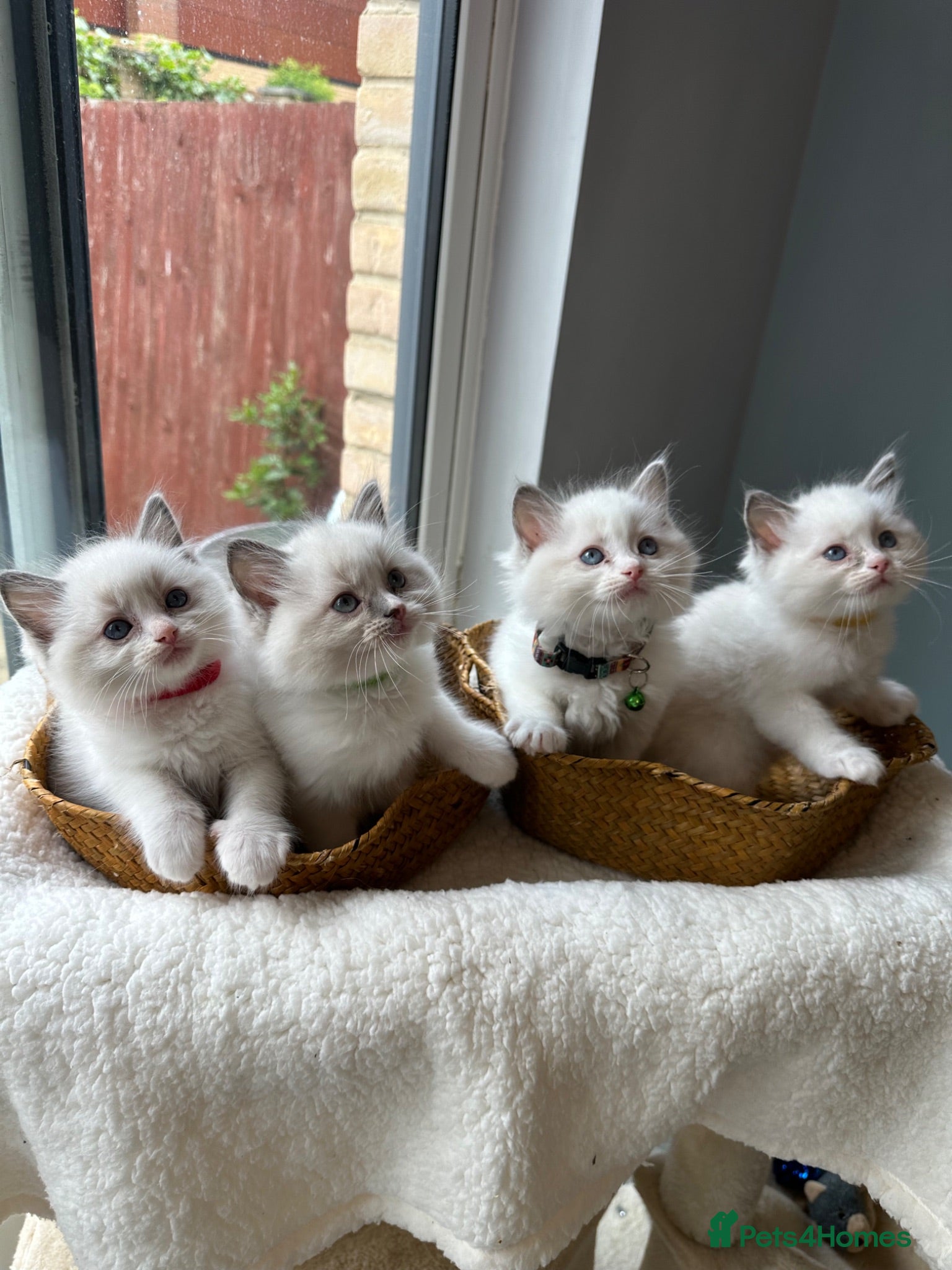 Ragdoll cats  TICA Quality Beautiful ragdoll kittens 😻🌟 - Advert 7
