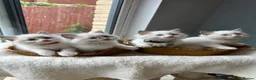 Ragdoll cats for sale:  TICA Quality Beautiful ragdoll kittens 😻🌟 - Advert 7