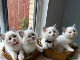 Ragdoll cats TICA Quality Beautiful ragdoll kittens 😻🌟 - Advert 7