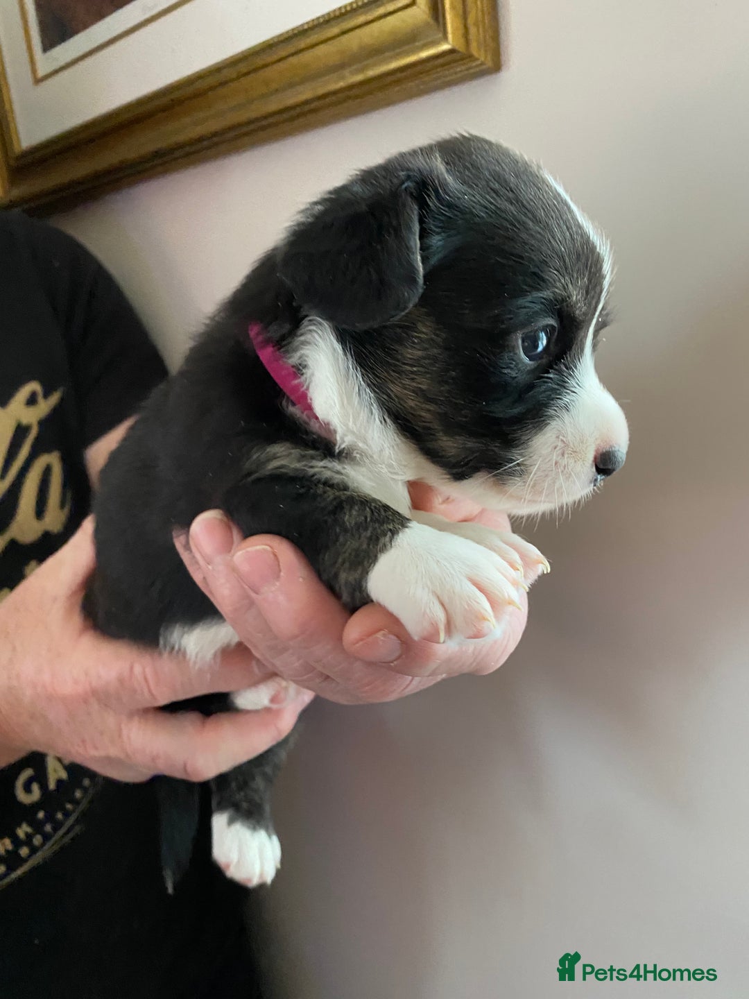 Welsh Corgi Cardigan dogs for sale: WELSH CARDIGAN CORGI BABIES - Advert 32