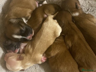 Lhasa Apso dogs KC registered Lhasa Apso puppies - Advert 3