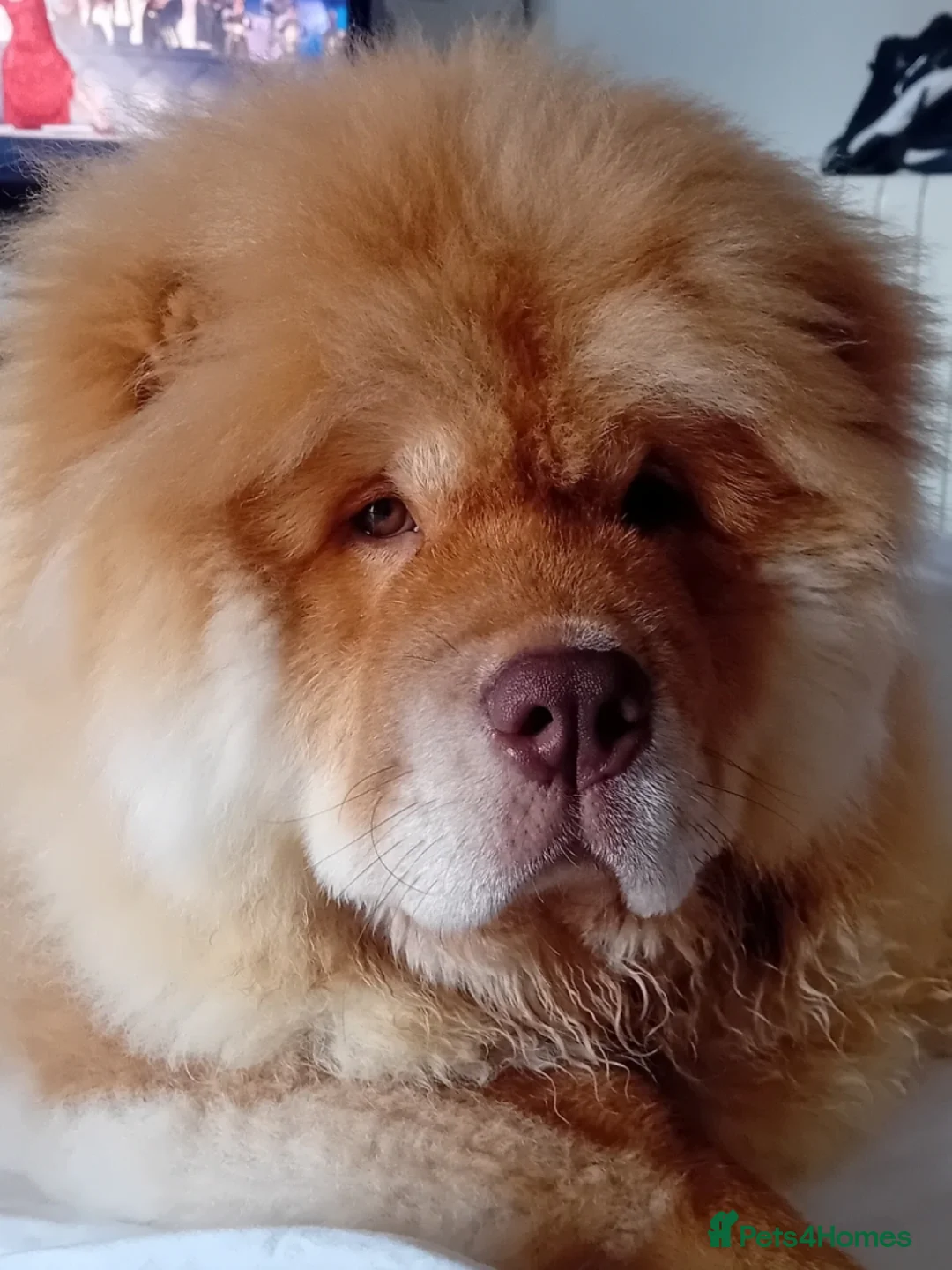 Chow Chow dogs for stud: Chowmazing  - Image 2