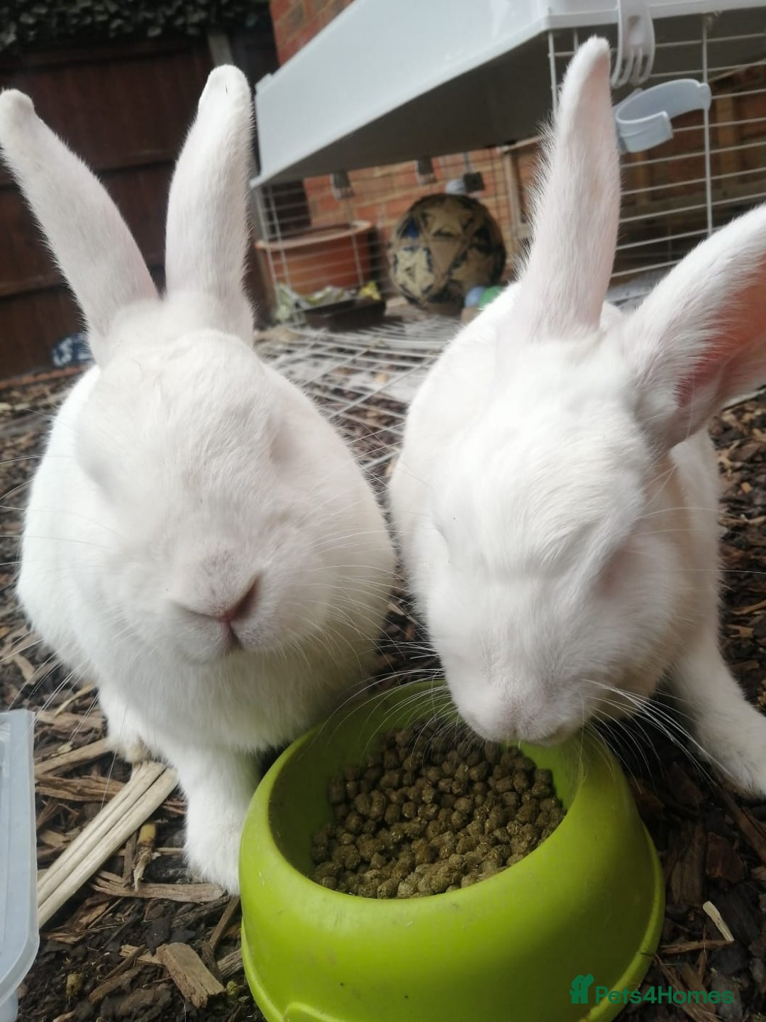 New Zealand rabbits for sale:  New Zealand white rabbits  - Image 3