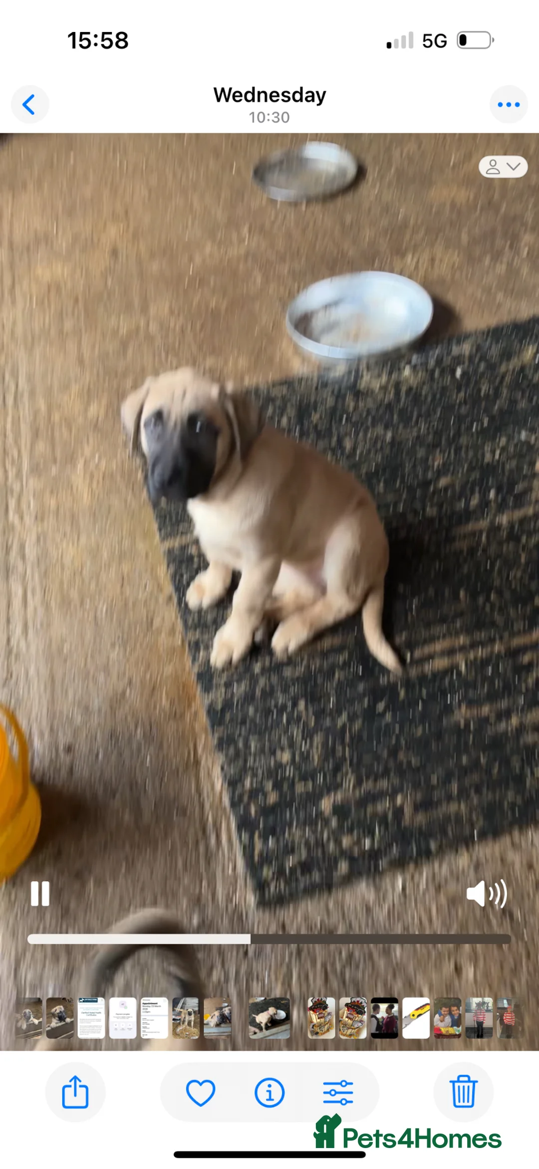Anatolian Shepherd dogs for sale: 4 girls left  - Advert 2