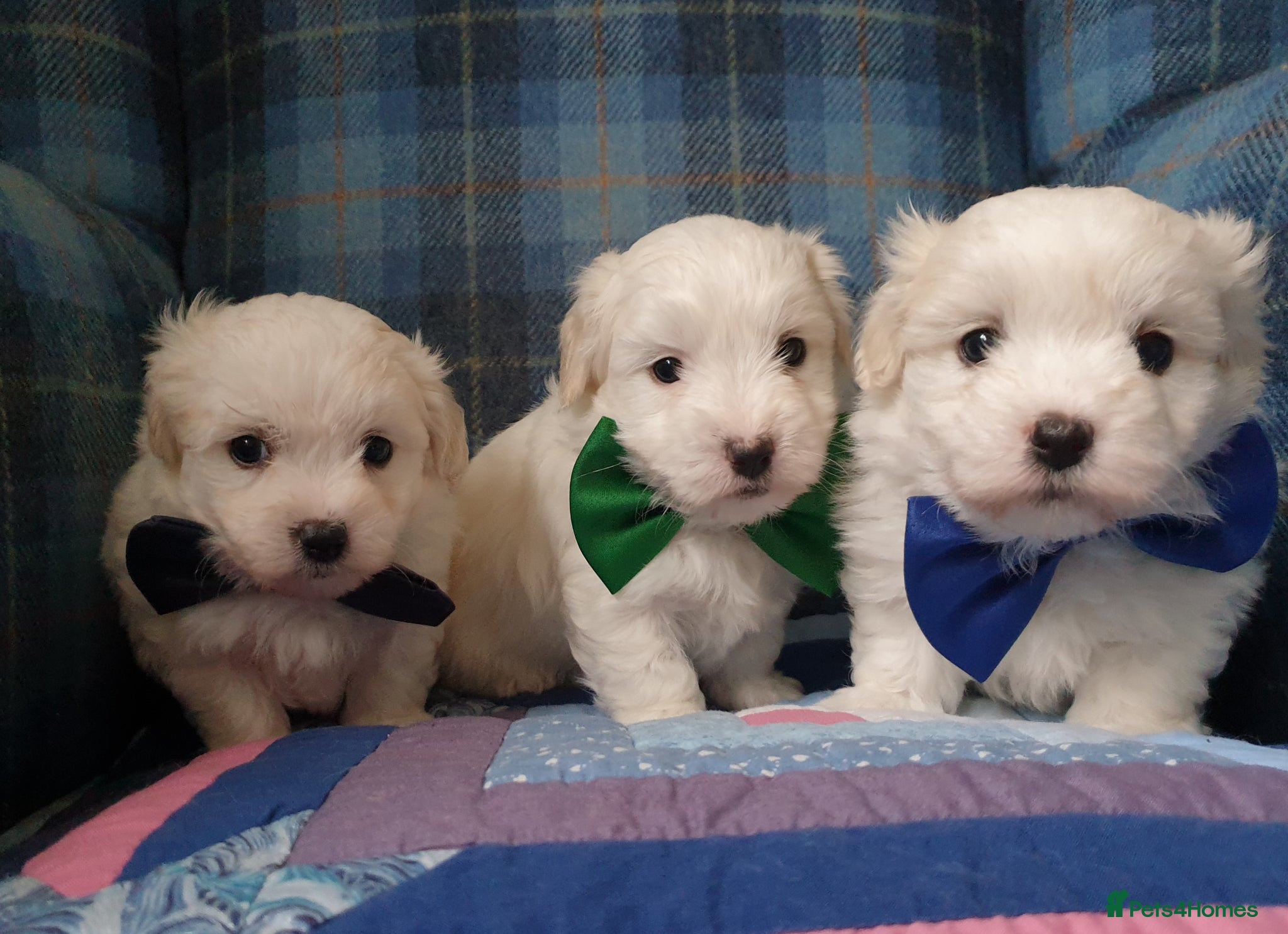 Coton De Tulear dogs K.C. Reg. Coton de Tulear, health tested parents - Advert 4