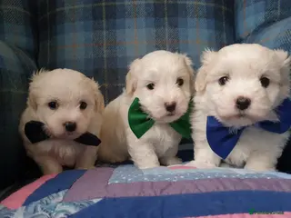 Coton De Tulear dogs K.C. Reg. Coton de Tulear, health tested parents - Advert 4