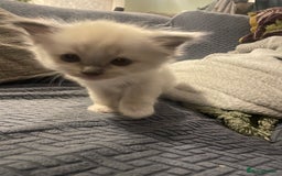 Ragdoll cats for sale: Beautiful Ragdoll Kittens - Image 3
