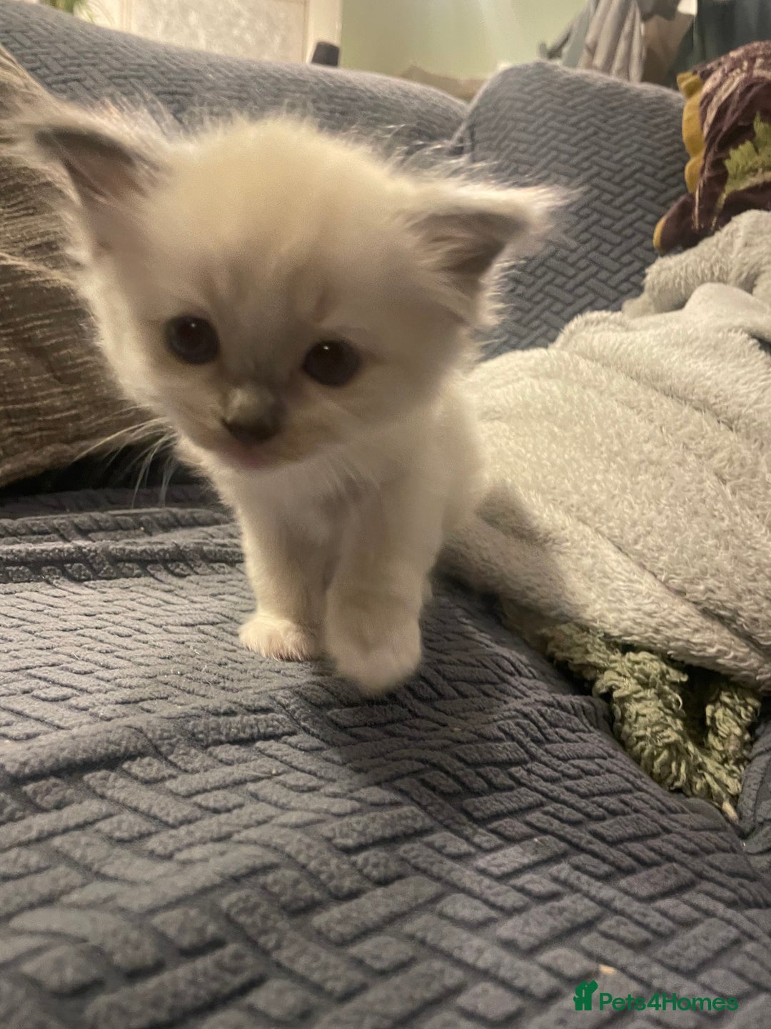 Ragdoll cats for sale: Beautiful Ragdoll Kittens - Image 3